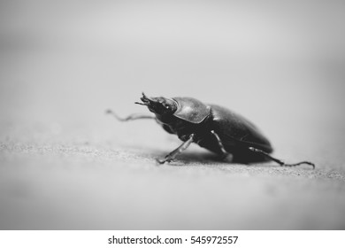 Stag Beetle