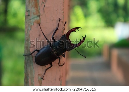 Stag beetle. Black insect on a blurred green background. Isolate. Close-up. Copyspace