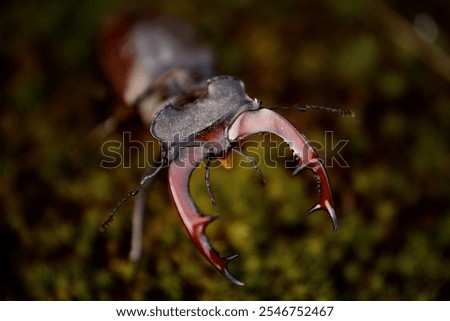 stag beetle, bug, insect, rhinoceros beetle, flora, fauna