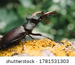 Stag beetle bug at natural habitat