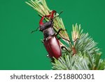 Stag Beetle, Green Background. Close-up of Stag Beetle. Detailed View of an Insect Interaction. Macro Shot of Stag Beetle.