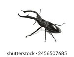 stag beetle isolated on white background.