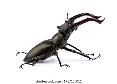 Stag beetle isolated on white background (Lucanus Cervus)