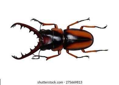 Stag Beetle Isolated On White