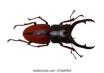 13,642 Stag beetle Stock Photos, Images & Photography | Shutterstock