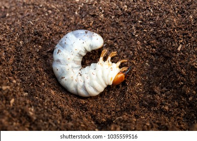 Stag Beetle Larva At Pupal Stage