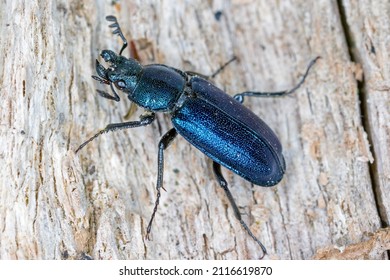 Stag Beetle (Lucanidae) - Platycerus Caraboides.