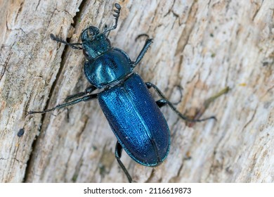 Stag Beetle (Lucanidae) - Platycerus Caraboides.