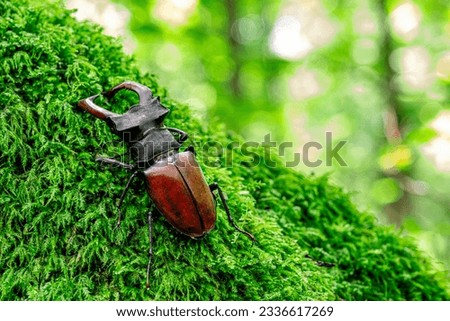 Stag beetle, Lucanus cervus, big insect in the nature habitat, Sibiu, Romania