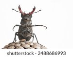 Stag beetle (Lucanus cervus) isolated on white. Closeup