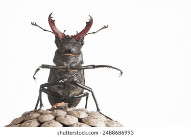 Stag beetle (Lucanus cervus) isolated on white. Closeup - Powered by Shutterstock