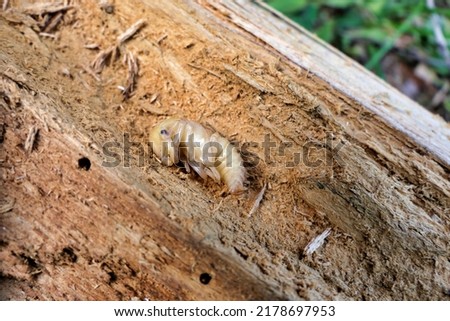 Stag Beetle (Lucanus cervus) larvae found inside a rotting log. Mandibles or pincers can be seen developing.
