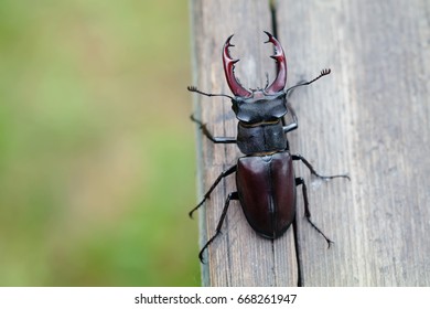 Stag beetle Lucanus cervus on wooden background. Red List rare insect macro view, shallow depth field.