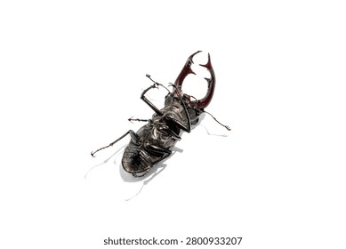 Stag beetle lying upside down on a clean white background. Male Lucanus cervus on its back showcasing underbelly and large pincers