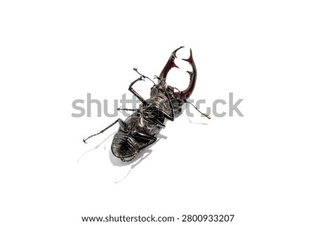 Stag beetle lying upside down on a clean white background. Male Lucanus cervus on its back showcasing underbelly and large pincers