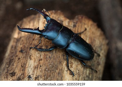 1,801 Female stag beetle Images, Stock Photos & Vectors | Shutterstock