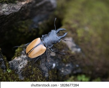Stag Beetle ( Neolucanus parryi Leuthner ) on green mos close up.the Fighting Giant Stag Beetle or Hexarthrius parryi , This species is present in the forest of Southeast Asia, Thailand, Indonesia and
