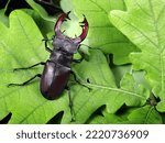 Stag beetle in an oak forest.  Close up.