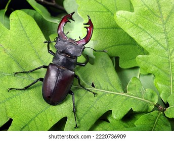 Stag beetle in an oak forest.  Close up.
