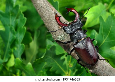 stag beetle on a branch in an oak forest after rain