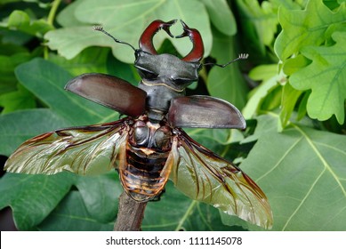 Stag Beetle With Open Wings In An Oak Forest. Close Up.