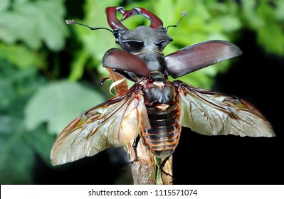 Stag Beetle With Open Wings In An Oak Forest. Close Up.