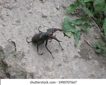 Stag Beetle
Protects Itself From Uninvited Guests