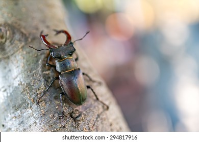 Stag Beetle Sitting On Tree Stag Beetle (Lucanus Cervus) Sitting On Tree. Macro Photo. Very Shallow Depth Of Field. Large File Size.