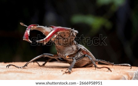 a stag beetle sitting on a tree stump on a warm summer day