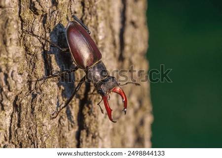 Stag Beetle in spring forrest