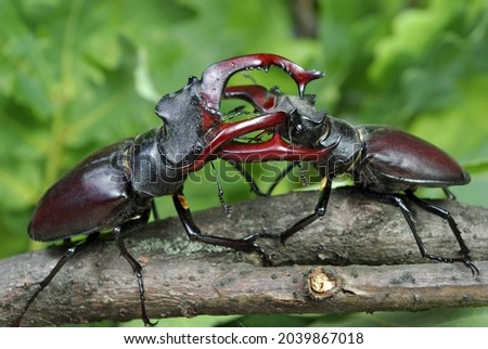 Stag beetles. Duel of two males. close up.	