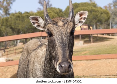 Stag or deer looking at the camera. Portrait of a male deer. Close up photograph of the face of a deer. Deer in captivity. Frontal view of a young ruminant of the family Cervidae.