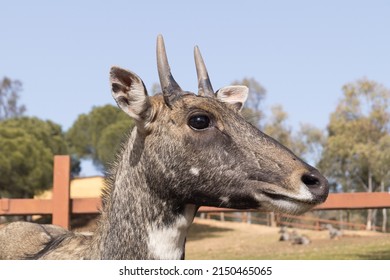 Stag or deer looking at the camera. Portrait of a male deer. Close up photograph of the face of a deer. Deer in captivity. Side view of a young ruminant of the family Cervidae.
