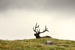 
Stag Deer Lying On A Hilltop.