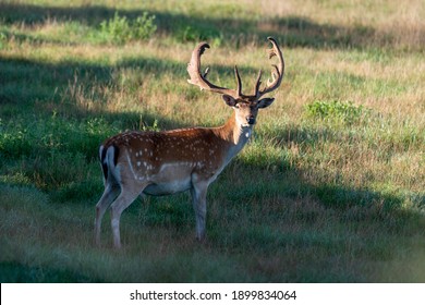 917,595 Deer Images, Stock Photos & Vectors | Shutterstock