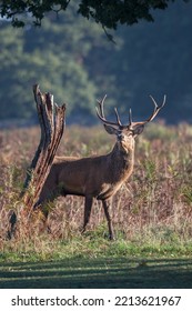 Stag Deer Thinking I Am Nearly As Tall As That Old Tree Stump