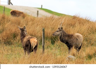 Stag And Doe Roe Deer In Moult In The Highlands Of Scotland