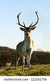 Stag At Dyrham Park