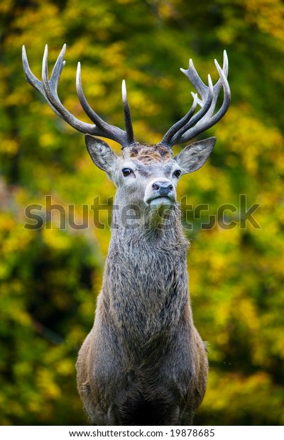 Stag Face On Stock Photo (Edit Now) 19878685