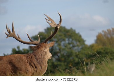 stag in the grass