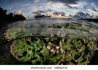 75 Stag Horn Acropora Images, Stock Photos & Vectors | Shutterstock