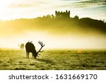 Stag in misty sunrise light at Wolloton Hall and Deer Park Nottingham UK