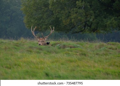 stag resting
