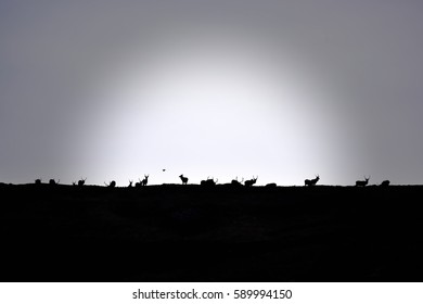 Stag Silhouette With Flying Grouse On Top Of Hill