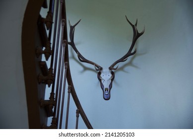 Stag Skull: A Bleached Stag Skull And Horns Wall Mounted In A Stairwell.