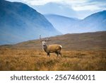 A stag stands in Glen Etive in the Scottish Highlands

