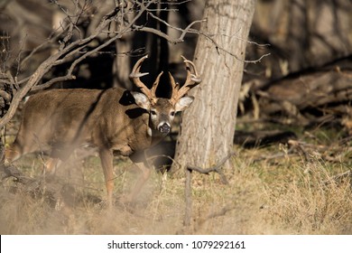 Stag Walks Out Of The Forest 2, Oklahoma Panhandle