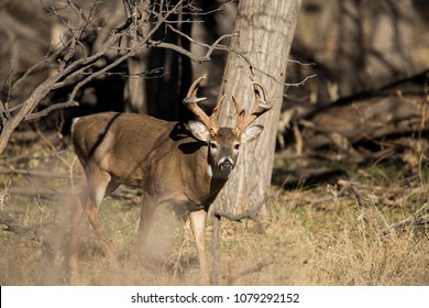 Stag Walks Out Of The Forest 3, Oklahoma Panhandle