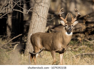 Stag Walks Out Of The Forest 4, Oklahoma Panhandle