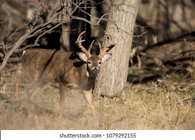 Stag Walks Out Of The Forest, Oklahoma Panhandle